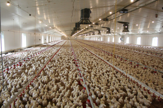 โครงสร้างเหล็กหนัก โรงเลี้ยงไก่ HDG Bolts การเชื่อมต่อ โครงสร้างฟาร์ม