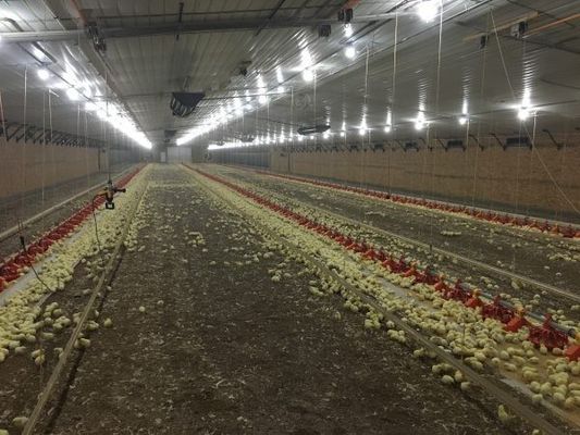โครงสร้างโครงสร้างสแตนเลสเบากระปุก บ้านไก่ บ้านไก่ โบลท์การเชื่อมต่อ